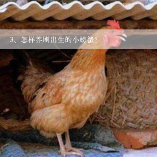 怎样养刚出生的小螃蟹？