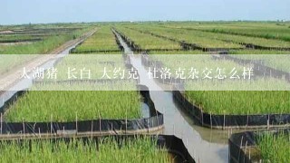 太湖猪 长白 大约克 杜洛克杂交怎么样