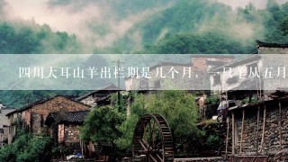 四川大耳山羊出栏期是几个月，一只羊从五月龄开始养到出栏期要花多少钱，谢谢了