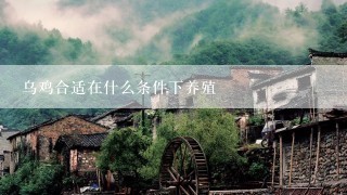 乌鸡合适在什么条件下养殖