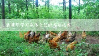 到哪里学习宽体金线蛭养殖技术