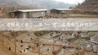 老师秋天惠兰，墨兰，建兰国魂要怎样养护？