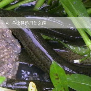 羊流鼻涕用什么药