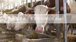 虾池里面水虱子多是啥原因怎样除掉-