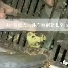 养鹿大王孙广春创建北京地区最大的梅花鹿养殖基地