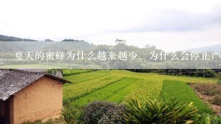 夏天的蜜蜂为什么越来越少、为什么会停止产卵