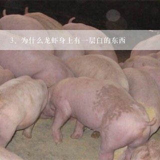 为什么龙虾身上有一层白的东西