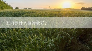 室内养什么植物最好？