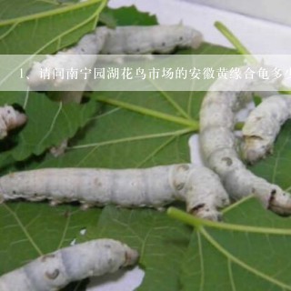 请问南宁园湖花鸟市场的安徽黄缘合龟多少钱一只？