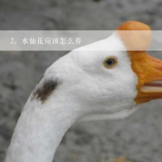 水仙花应该怎么养