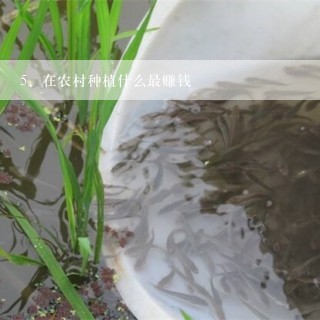 在农村种植什么最赚钱