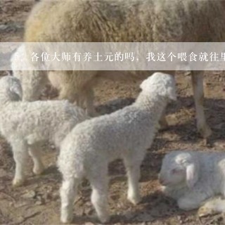 各位大师有养土元的吗，我这个喂食就往里面放放多了