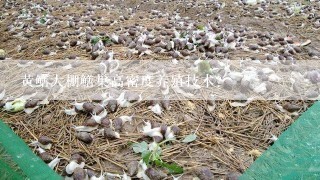 黄鳝大棚鳝巢高密度养殖技术？