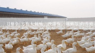 刀鳅鱼(另称大刺鳅、沙锥鱼、钢鳅等)的养殖方法和各地的市价