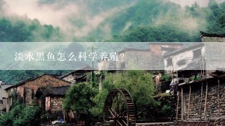 淡水黑鱼怎么科学养殖？