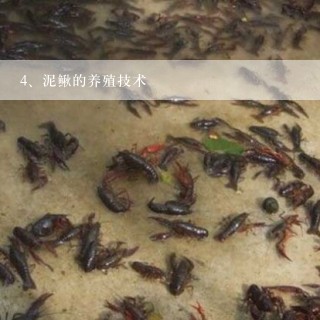 泥鳅的养殖技术