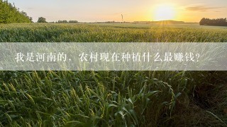 我是河南的，农村现在种植什么最赚钱？