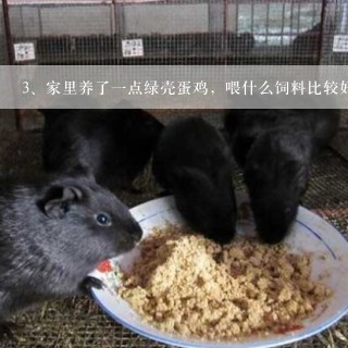 家里养了一点绿壳蛋鸡，喂什么饲料比较好，要蛋黄红