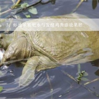 虾池尿素肥水与发酵鸡粪谁效果好