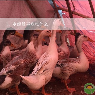 水蛭最喜欢吃什么