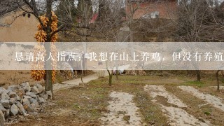 恳请高人指点：我想在山上养鸡，但没有养殖经验。承包山林费用不算，我只有一万启动资金，前期我想养200—