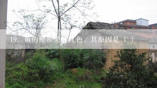 19．鱼的鳃丝呈鲜红色，其原因是（ ）