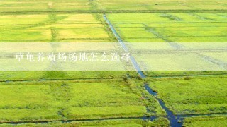 草龟养殖场场地怎么选择