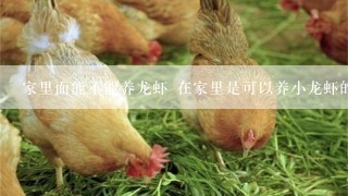 家里面能不能养龙虾 在家里是可以养小龙虾的对吗