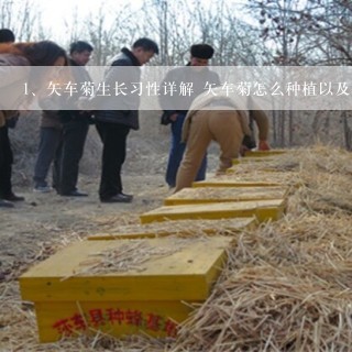 矢车菊生长习性详解 矢车菊怎么种植以及养护管理