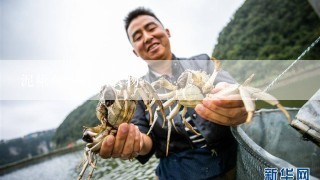 泥鳅鱼吃什么食物