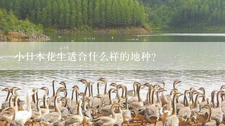 小日本花生适合什么样的地种？