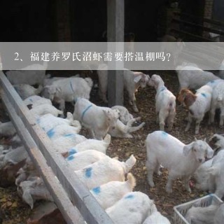 福建养罗氏沼虾需要搭温棚吗?