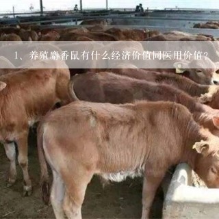 养殖麝香鼠有什么经济价值同医用价值？