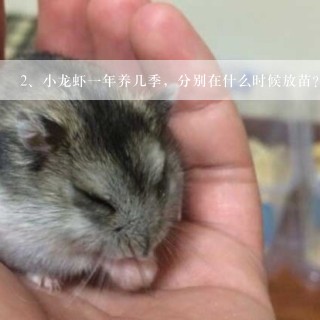 小龙虾一年养几季，分别在什么时候放苗？