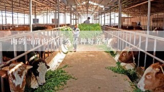 肉鸽当前肉鸽什么品种好养殖