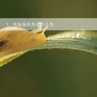 凤仙花的茎是什么茎