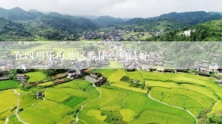 在四川乐山地区养什么鸡最好