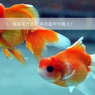 嫁接花什么时间合适中午晚上?