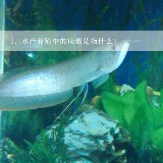 水产养殖中的应激是指什么？