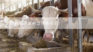 地图鱼喂活泥鳅会得肠炎么？