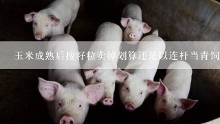 玉米成熟后按籽粒卖掉划算还是以连杆当青饲料卖掉划