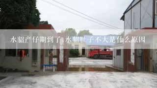 水貂产仔期到了,水貂肚子不大是什么原因