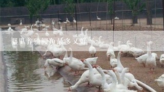 那里养殖鳗鱼最多又好