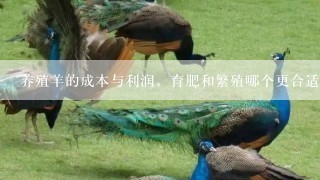 养殖羊的成本与利润，育肥和繁殖哪个更合适？前期准备养100只母的两只公的