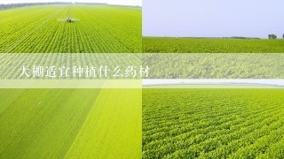 大棚适宜种植什么药材