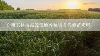 广西玉林市振源泥鳅养殖场有泥鳅苗卖吗