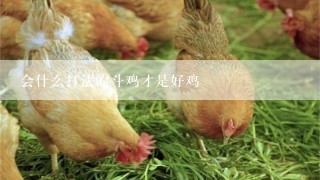 会什么打法的斗鸡才是好鸡