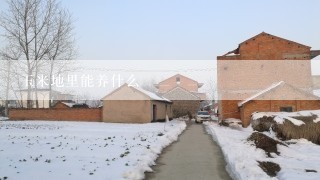 玉米地里能养什么