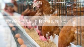 蛋鸭的养殖方法 如何养殖蛋鸭