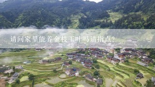 请问家里能养金枝玉叶吗请指点？